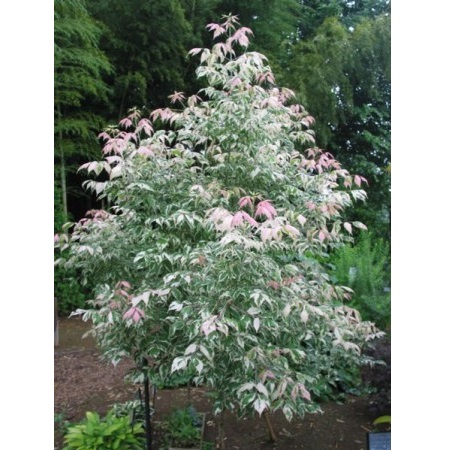 ACER NEGUNDO FLAMINGO C30 8/10 1/2 ARTAR