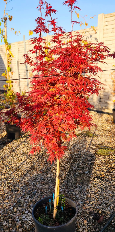 Acer palmatum  H200/220 C90L