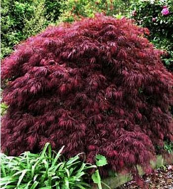 Acer palmatum  H200/220 C90L