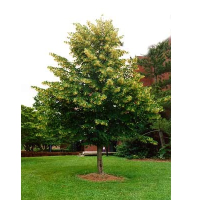TILIA TOMENTOSA 18/20 C70