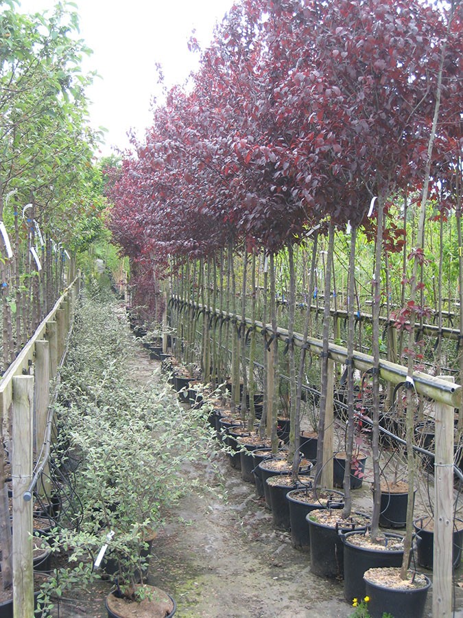 PRUNUS PISSARDII NIGRA 200/250 C.