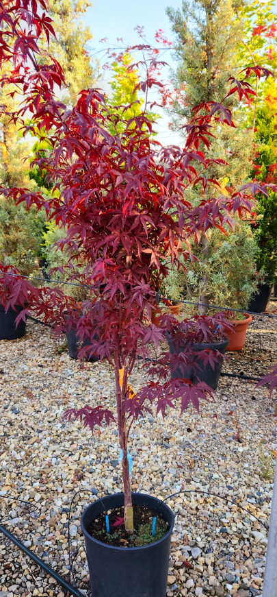 Acer Palmatum Mix 160/180 C50L