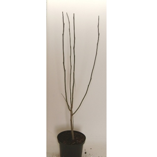 MAGNOLIA KOBUS  10/12  BALOT