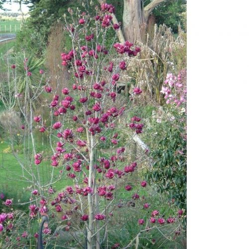 MAGNOLIA GENIE  COPAC  130CM STAM C12L