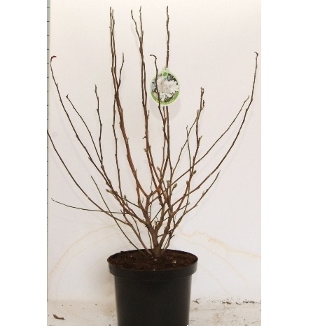 MAGNOLIA SOULANGEANA C90 200