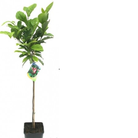 MAGNOLIA MIX C10L 125/150