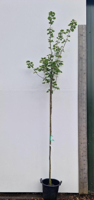ACER PLAT EMERALD QUEEN 10/12 C35L