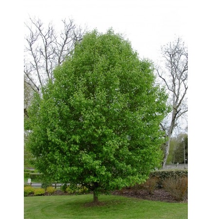 PYRUS SALICIFOLIA  PENDULA  12/14 200/2520  C35