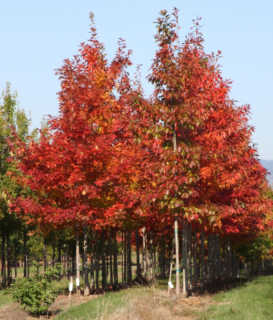 QUERCUS RUBRA C110 16/18