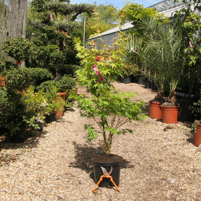 Acer palmatum "Sango kaku" H175/200