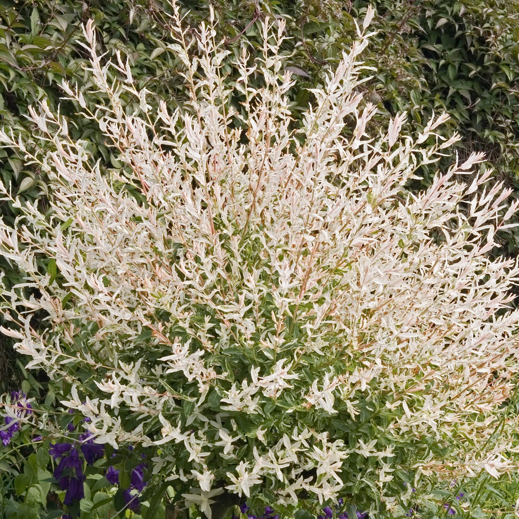 SALIX INTEGRA HAKURO-NISHIKI C18 1/2ST SALCIE