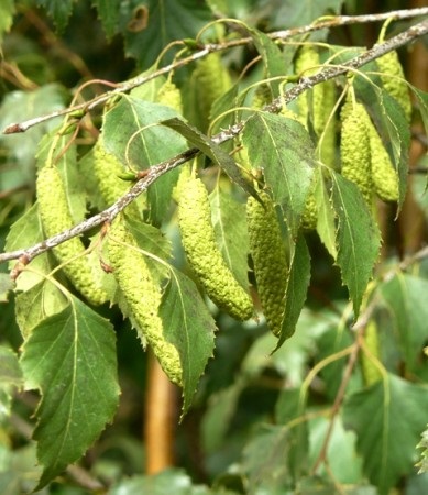 BETULA ALBA PENDULA C25 8\10 MESTEACAN