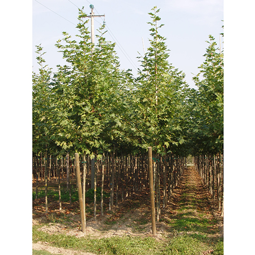 PLATANUS ACERIFOLIA 8/10 C30L