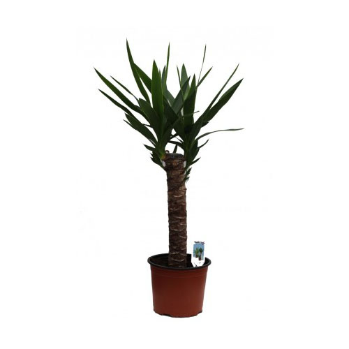 ***YUCCA STAM P14 H65