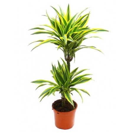 DRACAENA FRAGRANS DEREMENSIS LEMON P21 H70