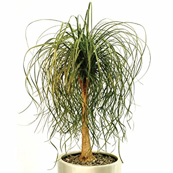 BEAUCARNEA  P19 H50 PICIOR DE ELEFANT