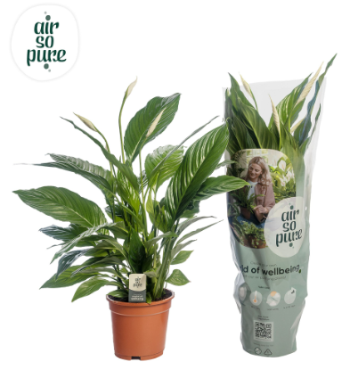 Spathiphyllum 'Vivaldi' P17 H75