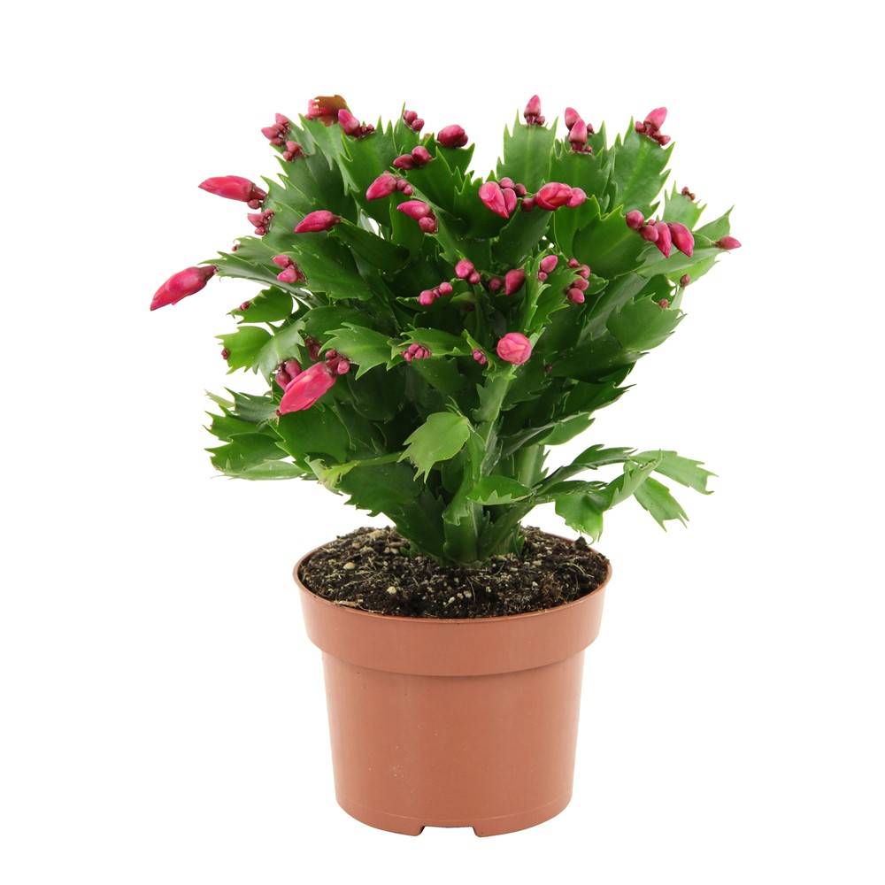SCHLUMBERGERA  MIX P11 H24 CACTUS DE CRACIUN
