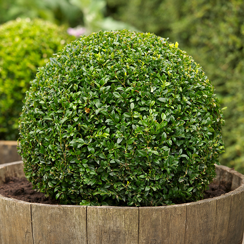 BUXUS SEMPERVIRENS  BALOT 100/120 CM
