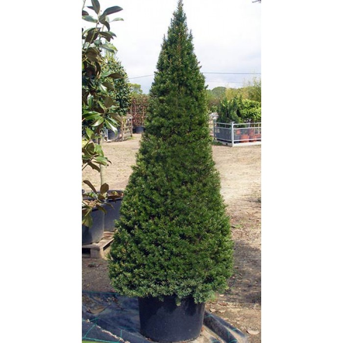 TAXUS BACCATA  PON PON 80/100 BALOT