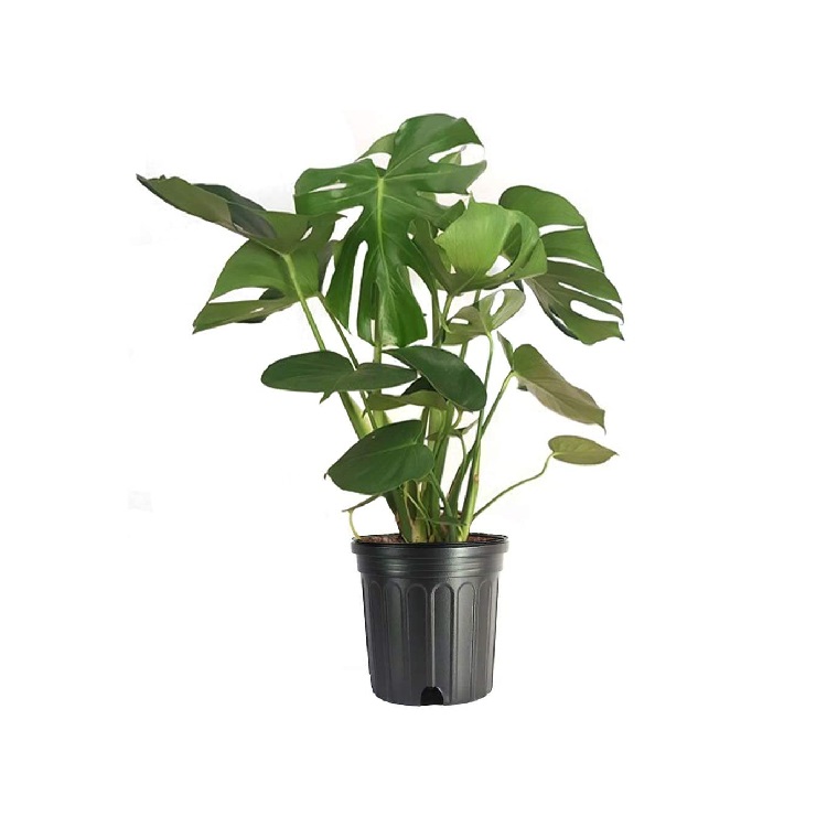 MONSTERA DELICIOSA P17 H60
