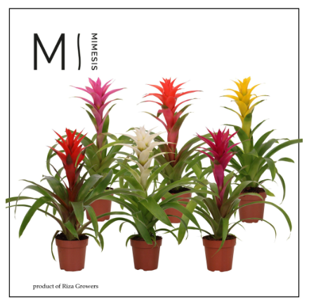 Guzmania mix P12 H45
