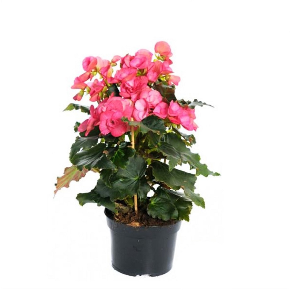 Begonia foliage Beleaf mix P12 H22