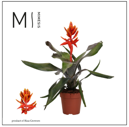 Aechmea Pepita Elegans Flames P12 H45