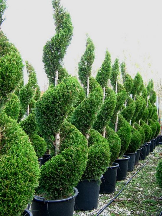 CUPRESSOCYPARIS LEYLANDII PC18 150/175  SPIRALE