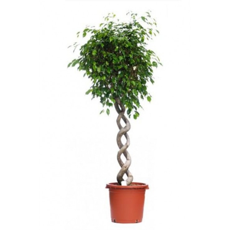 Ficus Benjamina Danielle C-20 H120cm