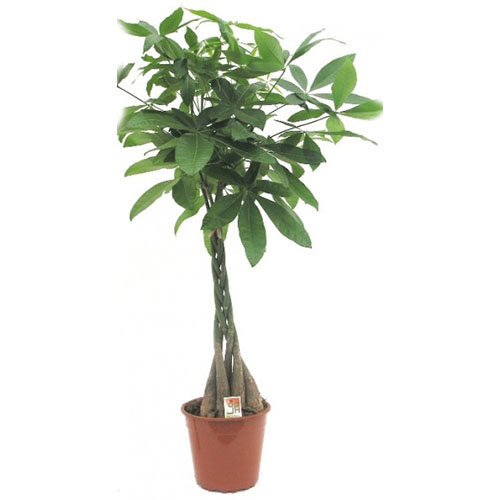PACHIRA AQUATICA P21 H80  ARBORELE NOROCOS