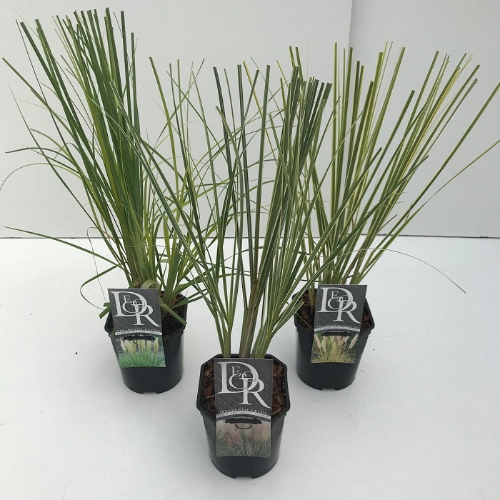 Cortaderia Sellona P23 H70 Iarba De Pampas