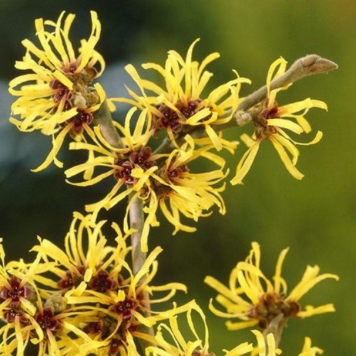 Hakonechloa macra 'Aureola' C2