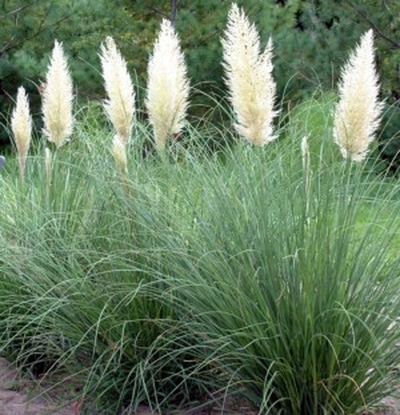 CORTADERIA SELLONA / PUMILLA  P13 H25 IARBA DE PAMPAS  