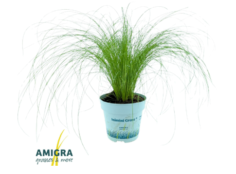 Stipa tenacissima P9