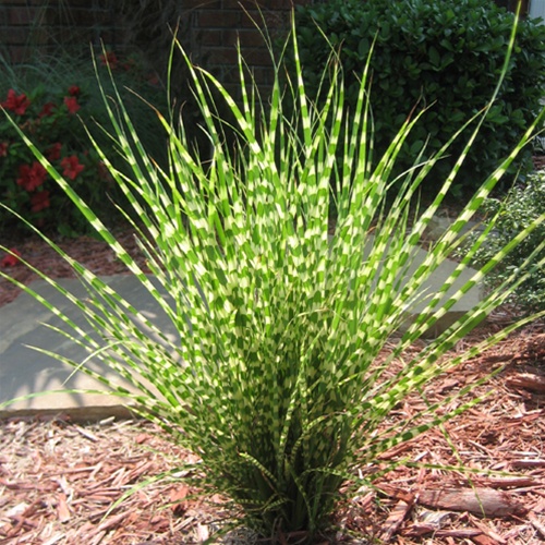 MISCANTHUS SINENSIS P17