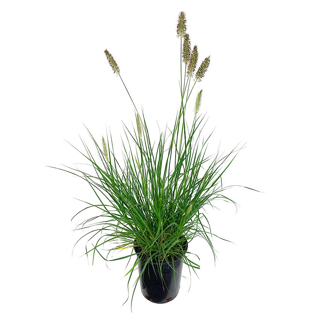 PENNISETUM ALOPECUROIDES 'HAMELN' P13 H25