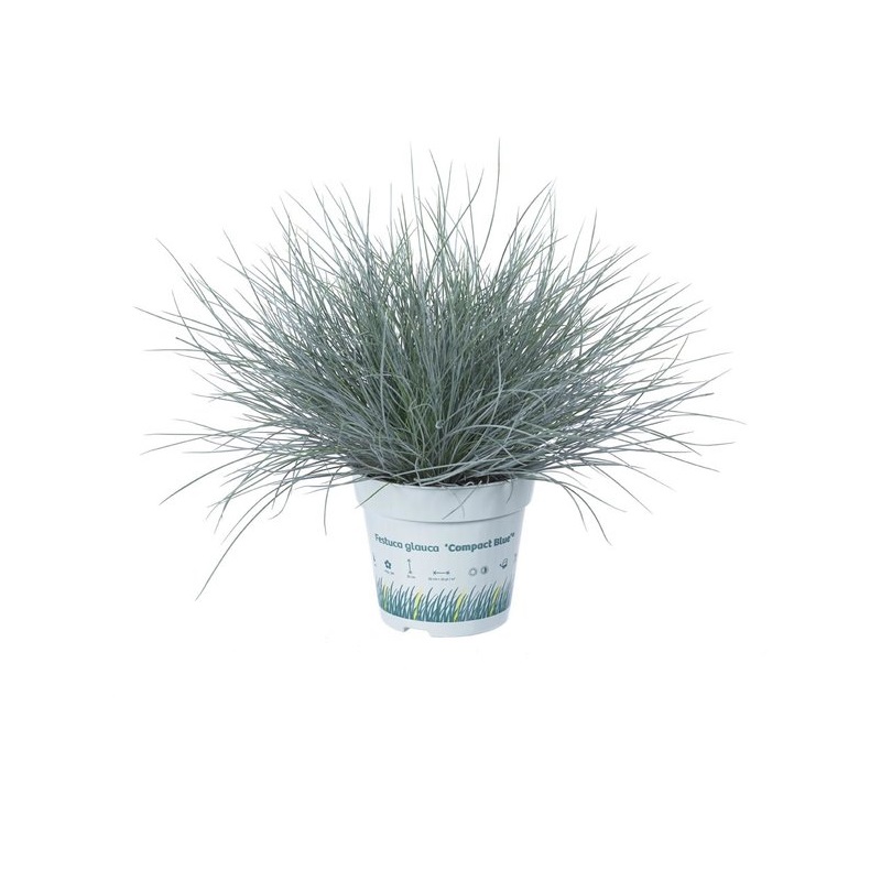 Festuca glauca Intens Blue P17 H30