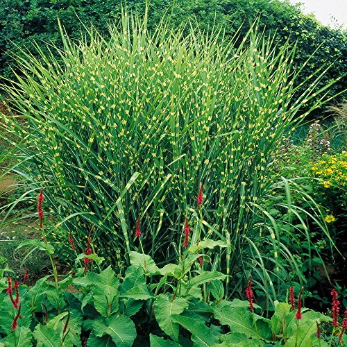 MISCANTHUS SINENSIS 'STRICTUS' P17 H30CM