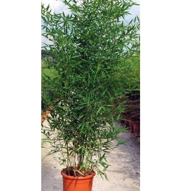BAMBUSA AUREA C18 150/200 BAMBUS