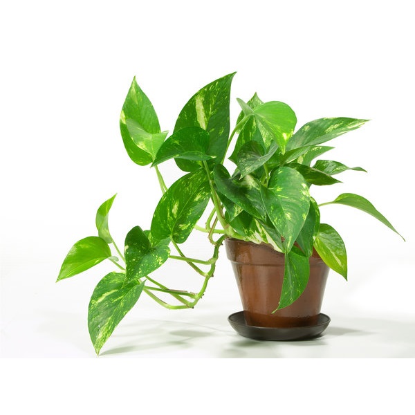 SCINDAPSUS PINNATUM HAPPY LEAF P12 H15