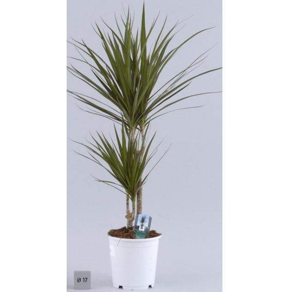 Dracaena fragrans 'Massangeana' P27 H120