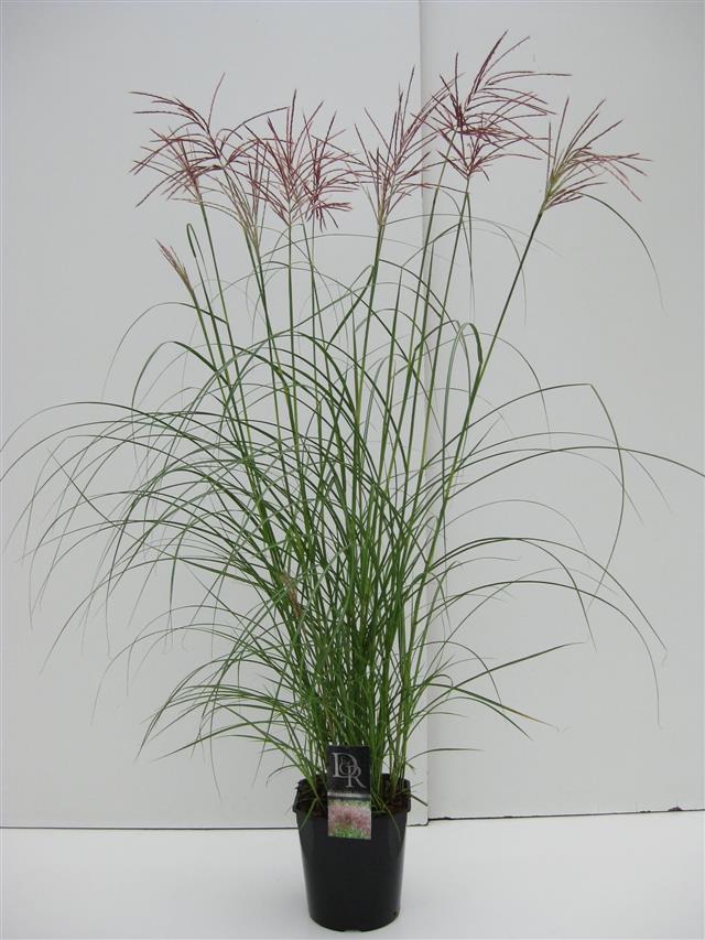 MISCANTHUS SINENSIS P9
