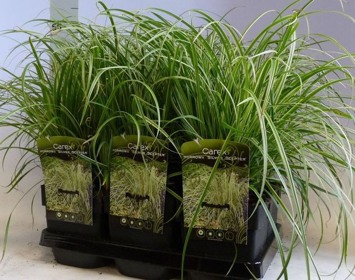 CAREX 'EVERFLAME' P9