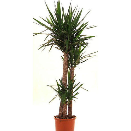 YUCCA JEWEL M-70 JARDIN