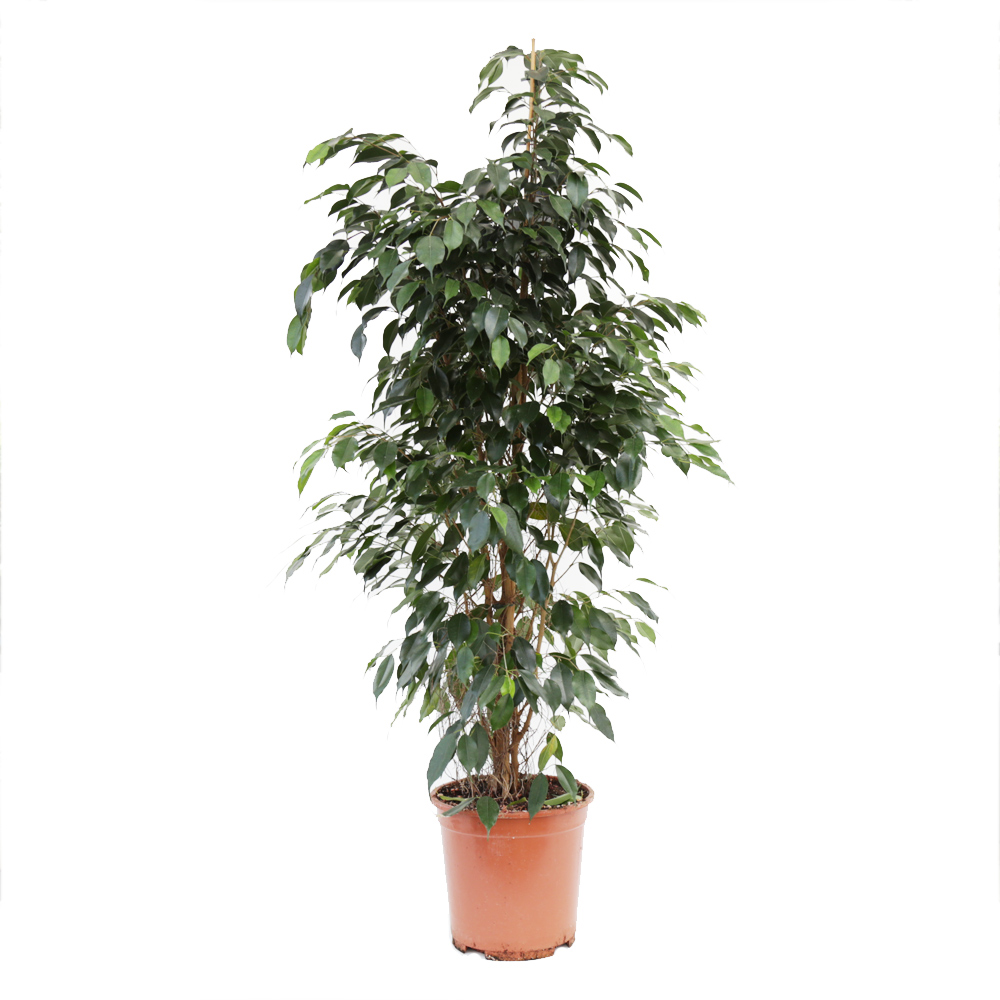 FICUS BE STARLIGHT /DANIELLE/GOLDEN MONIQUE P27 H150