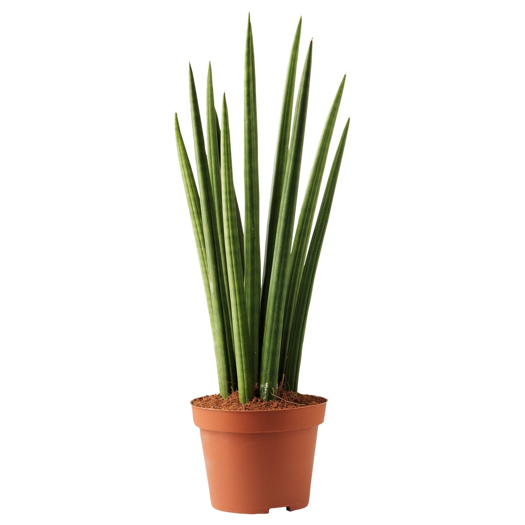 SANSEVIERIA CYLINDRICA MIX P12 H35
