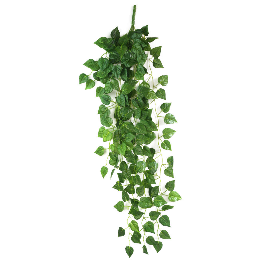 SCINDAPSUS PINNATUM HANG P17