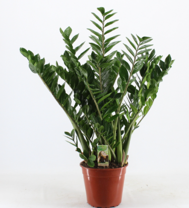 Zamioculcas zamiifolia P27 H110