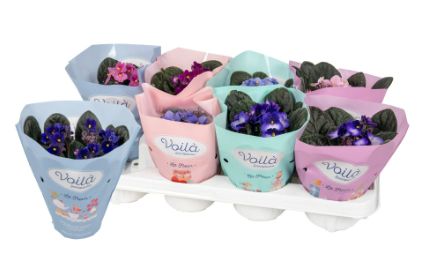 Saintpaulia mix P12 H20 VIOLETA